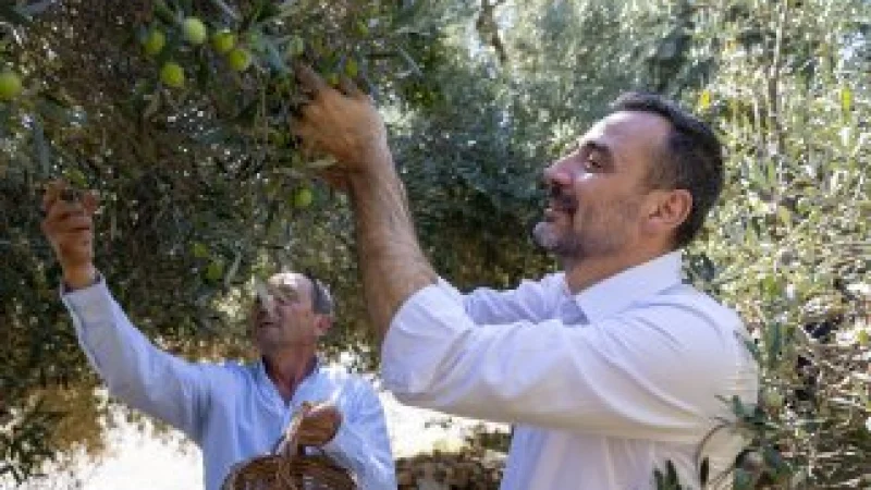 Manavgat'ta Zeytin Hasadı Başladı: Festival Öncesi Üreticiye Ziyaret