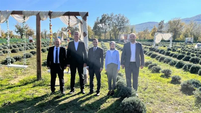 Samsun'da Lavanta Üretimi Yerinde İncelendi