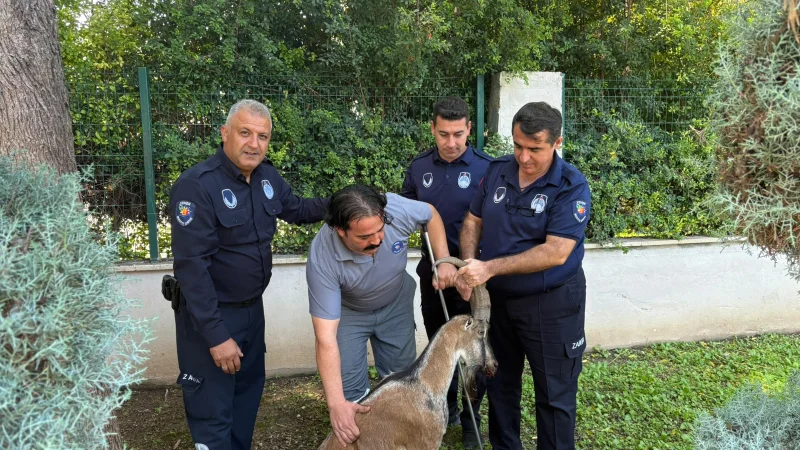 Kemer'de Yaralı Bulunan Nesli Tehlikedeki Dağ Keçisi Tedaviye Alındı