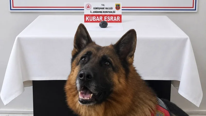 Gümüşhane'de Jandarmadan Uyuşturucu Operasyonu: Bir Gözaltı