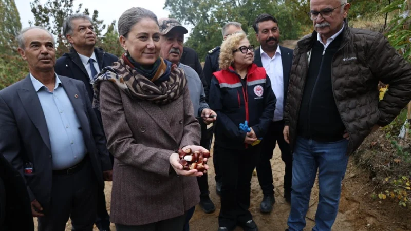 Nazilli'de Kestane Hasadı Başladı: Asırlık Ağaçlardan Ürünler Toplandı
