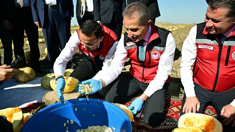 Nevşehir'de Coğrafi İşaretli Çerezlik Kabak Çekirdeği Hasadı Başladı