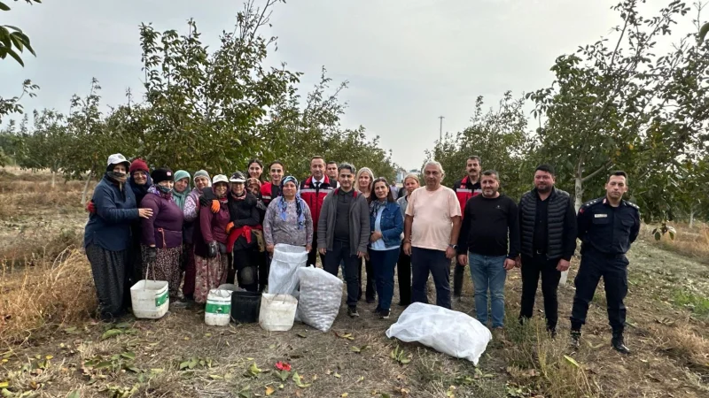 Tekirdağ Şarköy'de Orman Arazileri Ceviz Üretimiyle Değerlendiriliyor