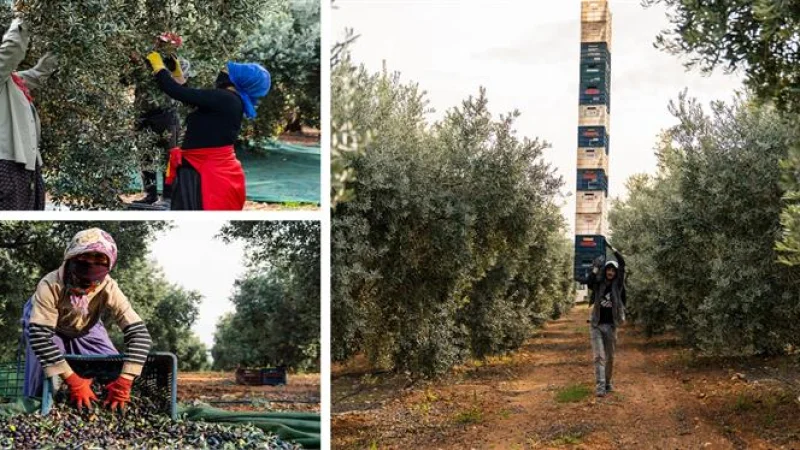 Adana'da Zeytin Hasadı Başladı: 130 Bin Dekarlık Alanda Bereket Mesaisi