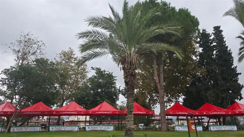 Antalya Gazipaşa'da Palmiye Gövdesinde Yetişen İncir Ağacı İlgi Odağı Oldu