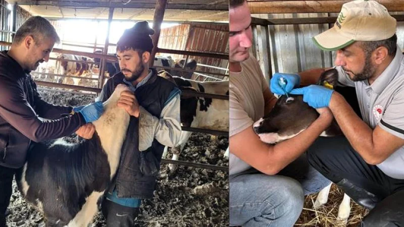 Balıkesir'de Bruselloz ile Mücadele: Hayvanlar Aşılanıyor