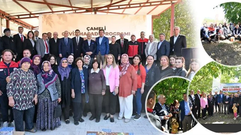 Çameli'de Ceviz Hasat Şenliği: Üreticinin Emeğiyle Bereketli Sezon