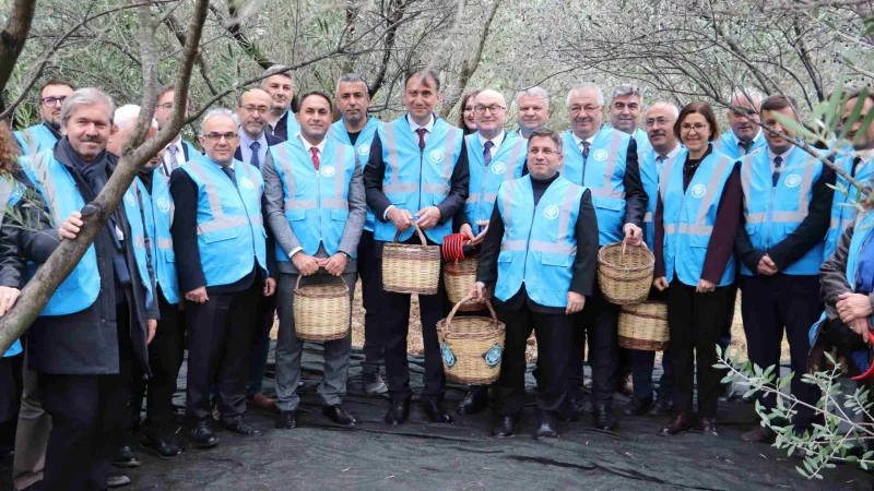 Edremit'te I. Akademik Zeytin Hasat Şenliği Gerçekleştirildi