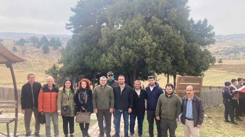 Konya'daki 2000 Yıllık Anıt Ardıç Ağacı İçin Koruma Seferberliği
