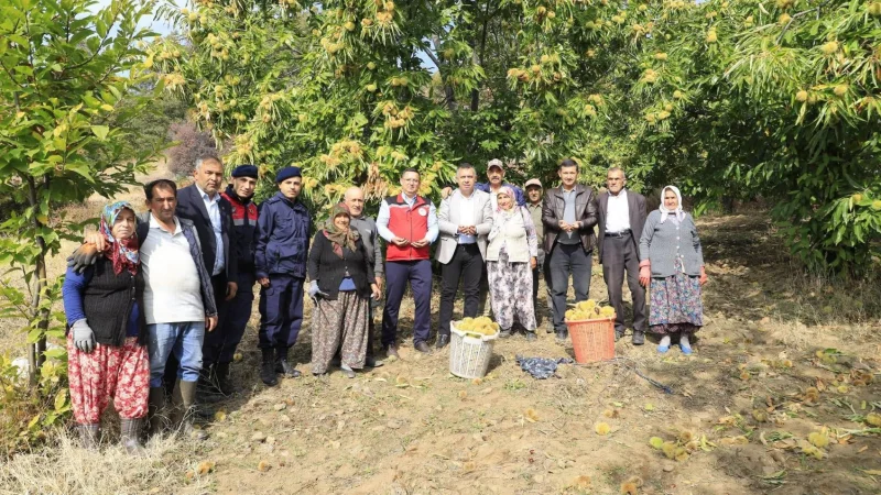Manisa Demirci'de Kestane Hasadı Başladı: Üreticilere Destek Vurgusu