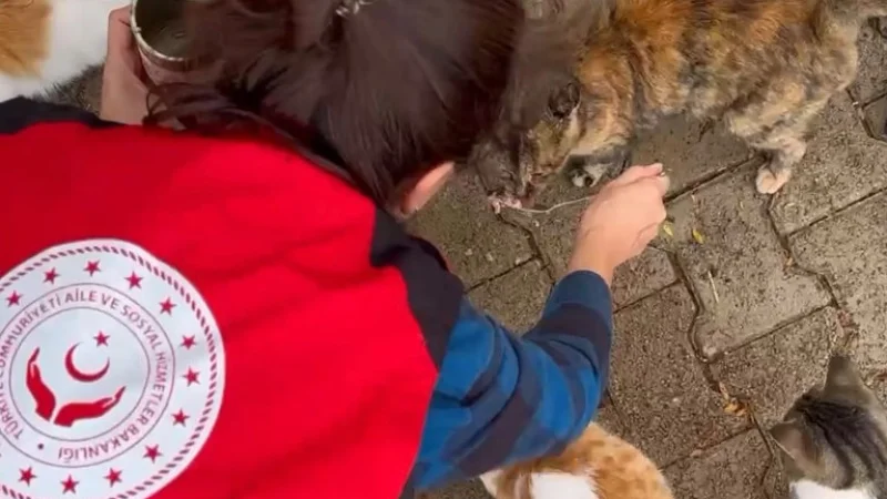 Kilis'te Çocuklar ve Gönüllülerden Sokak Hayvanlarına Mama Desteği