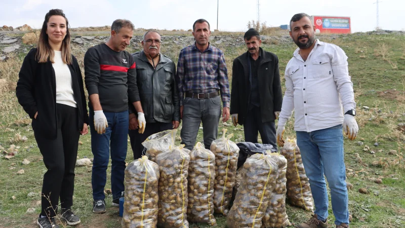 Van'ın Çaldıran İlçesinde Tarımsal Üretim Kapsamında Patates Hasadı Yapıldı