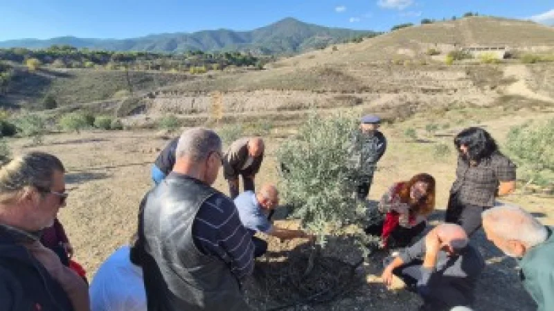 Eskişehir'de Zeytin Üreticilerine Uygulamalı Budama ve Yetiştiricilik Eğitimi
