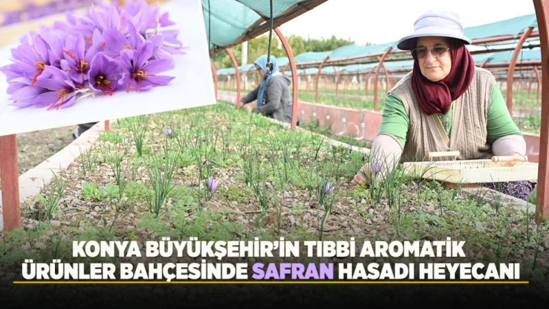 Konya'da Alternatif Tarım Çalışması: Safran Hasadına Başlandı